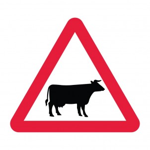 Cattle on Road Ahead