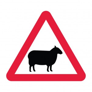 Sheep In Road